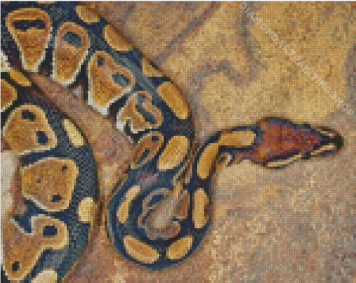 The Ball Python Snake Diamond Painting