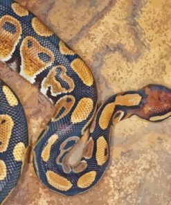 The Ball Python Snake Diamond Painting