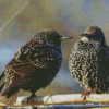 The Starling Birds Diamond Painting