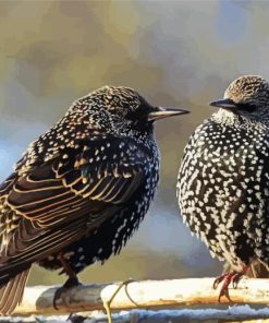 The Starling Birds Diamond Painting