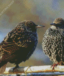 The Starling Birds Diamond Painting