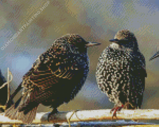 The Starling Birds Diamond Painting