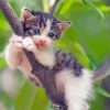 Tree Kitten Diamond Painting