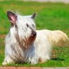 White Skye Terrier Pet Dog Diamond Painting