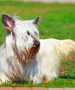 White Skye Terrier Pet Dog Diamond Painting