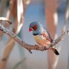 Zebra Finch Diamond Painting