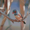 Zebra Finch Diamond Painting