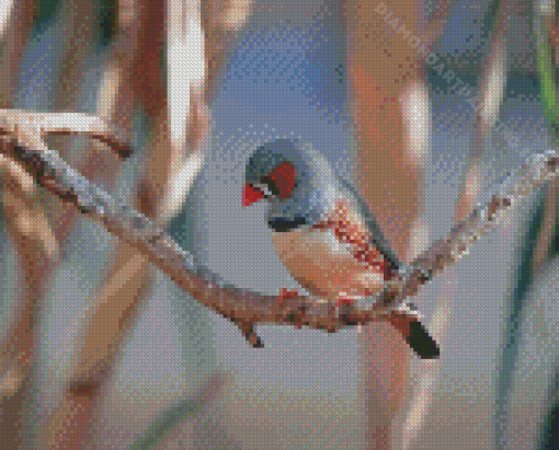 Zebra Finch Diamond Painting