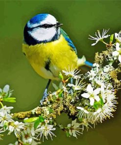 Blue Tit Bird Diamond Painting