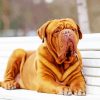 Aesthetic French Mastiff Diamond Painting