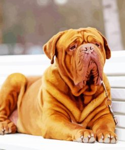 Aesthetic French Mastiff Diamond Painting