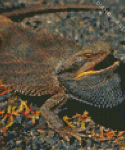 Black Bearded Dragon Diamond Painting