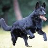 Black German Shepherd Dog Diamond Painting