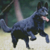 Black German Shepherd Dog Diamond Painting