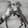 Black And White Mustangs Horses Fighting Diamond Painting