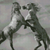 Black And White Mustangs Horses Fighting Diamond Painting