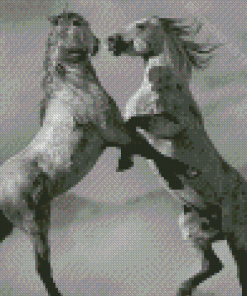 Black And White Mustangs Horses Fighting Diamond Painting