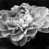 Black And White Peony Flower Diamond Painting