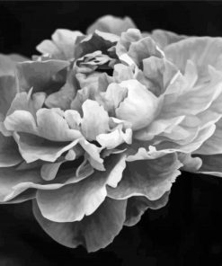 Black And White Peony Flower Diamond Painting