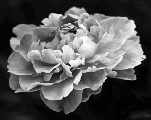 Black And White Peony Flower Diamond Painting