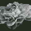 Black And White Peony Flower Diamond Painting