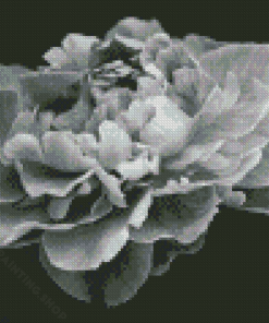 Black And White Peony Flower Diamond Painting