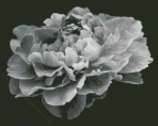 Black And White Peony Flower Diamond Painting