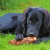 Black Golden Retriever Sitting Diamond Painting