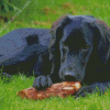 Black Golden Retriever Sitting Diamond Painting