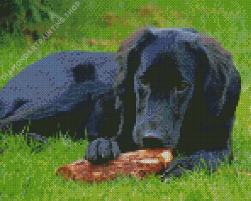 Black Golden Retriever Sitting Diamond Painting