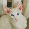 Blue Eyed Oriental Cat Diamond Painting