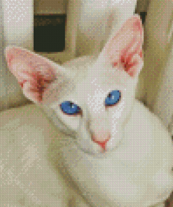 Blue Eyed Oriental Cat Diamond Painting