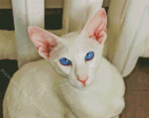 Blue Eyed Oriental Cat Diamond Painting