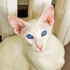 Blue Eyed Oriental Cat Diamond Painting