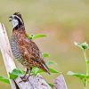 Bobwhite Quail Diamond Painting