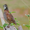 Bobwhite Quail Diamond Painting