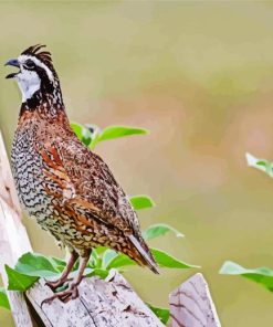 Bobwhite Quail Diamond Painting