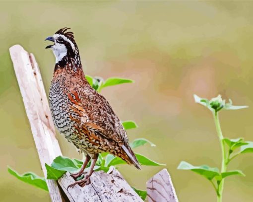 Bobwhite Quail Diamond Painting