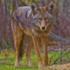 Coyote Animal diamond Painting