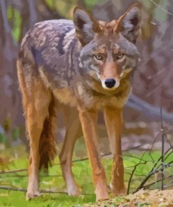 Coyote Animal diamond Painting