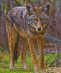 Coyote Animal diamond Painting