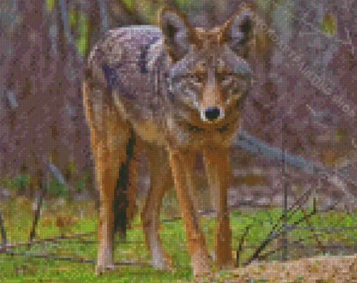 Coyote Animal diamond Painting