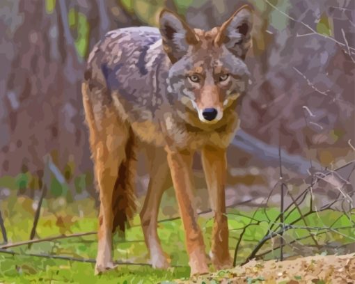 Coyote Animal diamond Painting