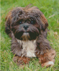 Cute Shih Tzu Bichon Diamond Painting