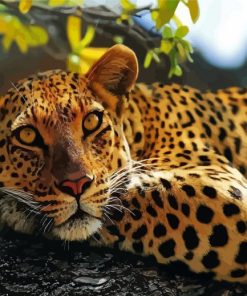 Leopard In Tree Animal Diamond Painting