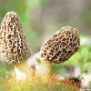 Morel Mushrooms Diamond Painting