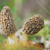 Morel Mushrooms Diamond Painting