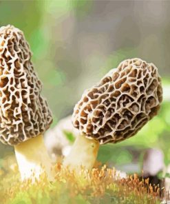 Morel Mushrooms Diamond Painting