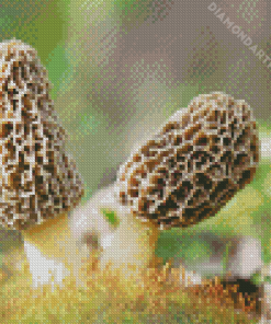 Morel Mushrooms Diamond Painting