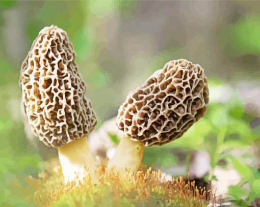 Morel Mushrooms Diamond Painting